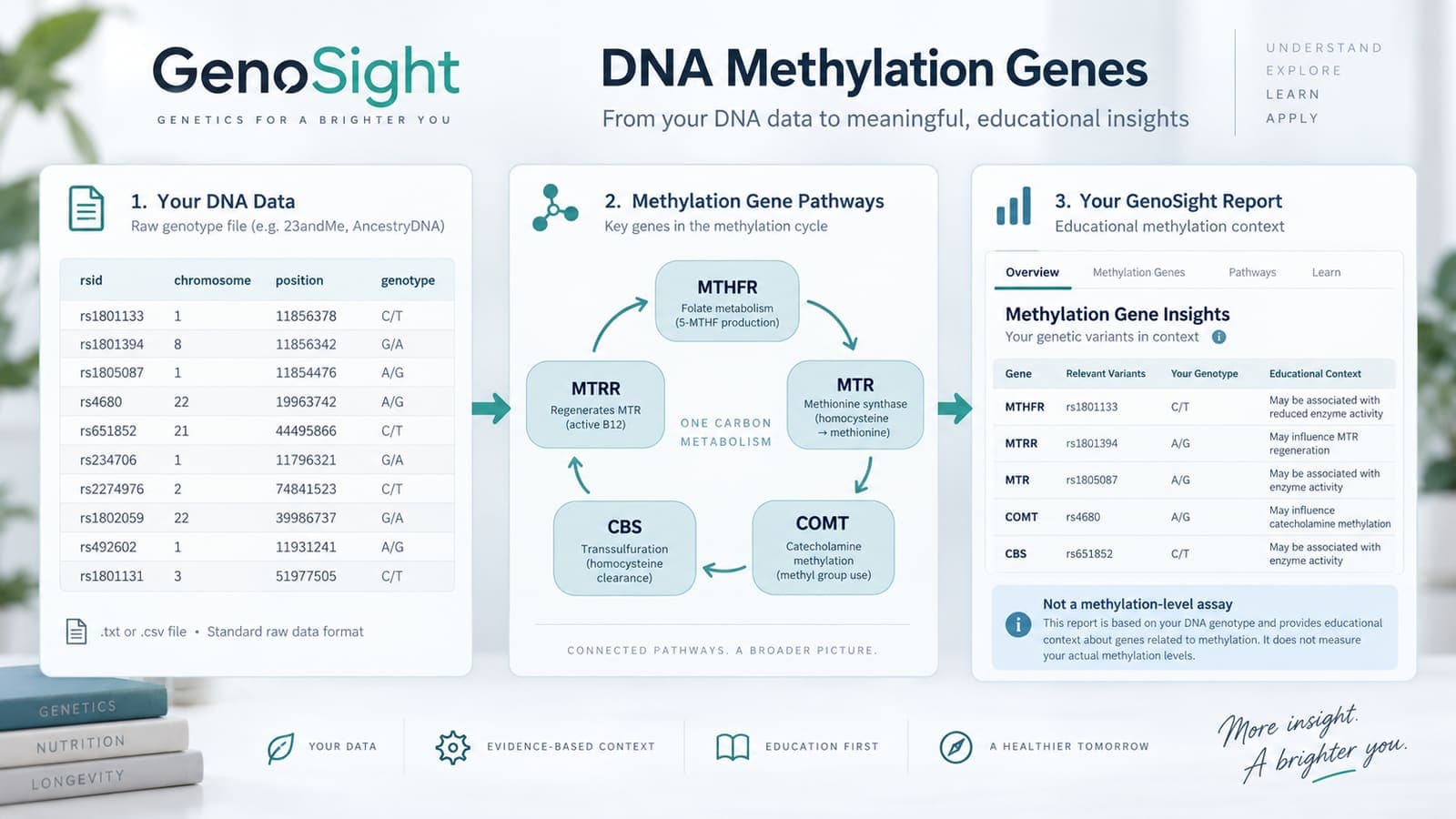 Raw DNA table flowing into methylation-pathway genes and an educational report, with a note that it is not a methylation-level assay