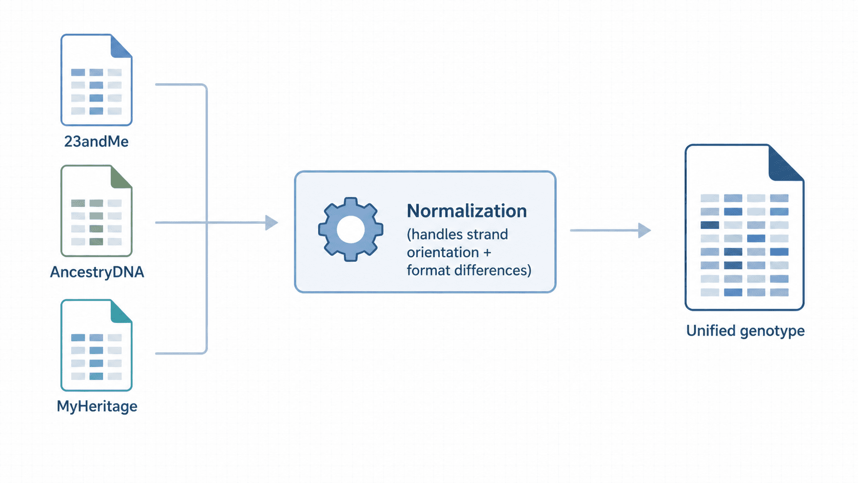 Raw file from three providers normalized into a unified internal genotype representation
