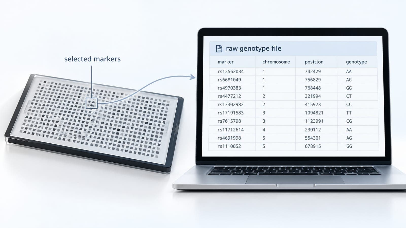 Illustration of selected SNP microarray markers flowing into a raw genotype file table.